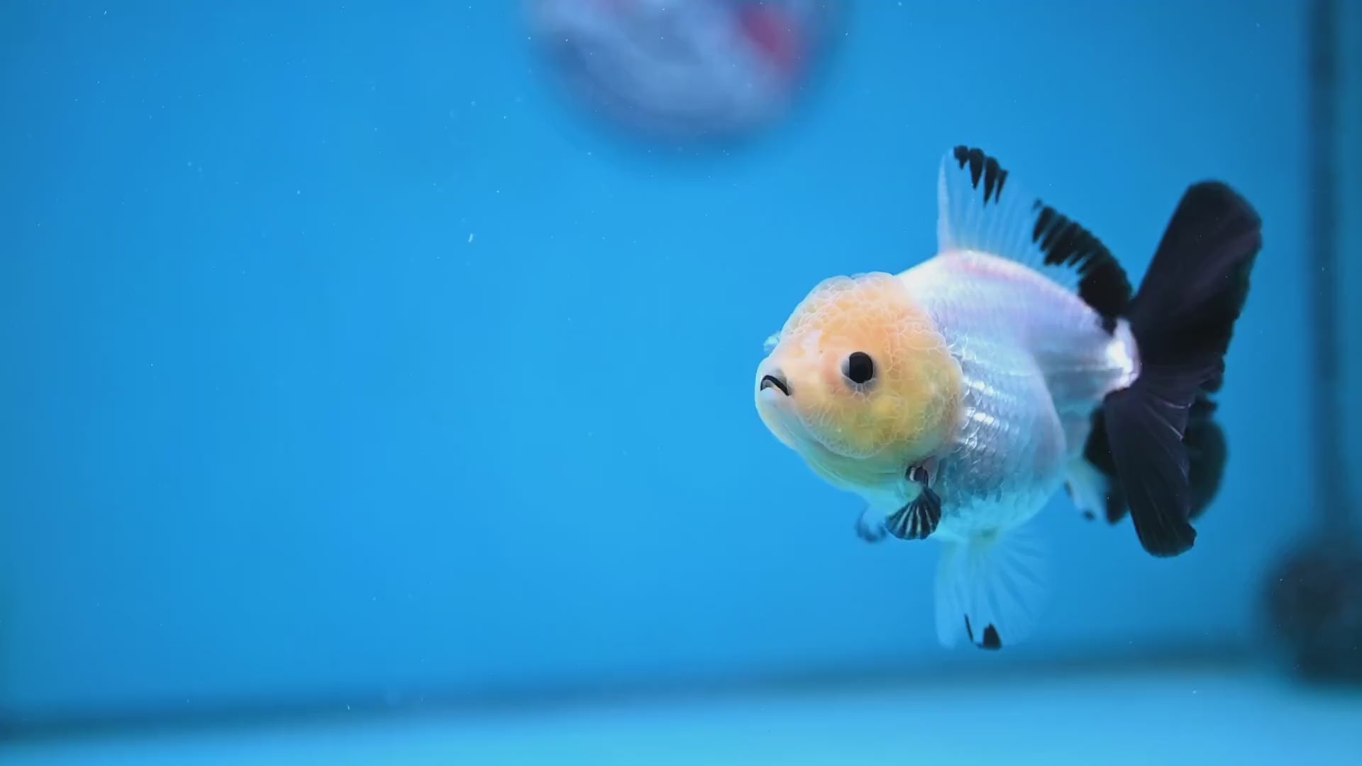 Panda Oranda 3 inch Body (260130_OR09)