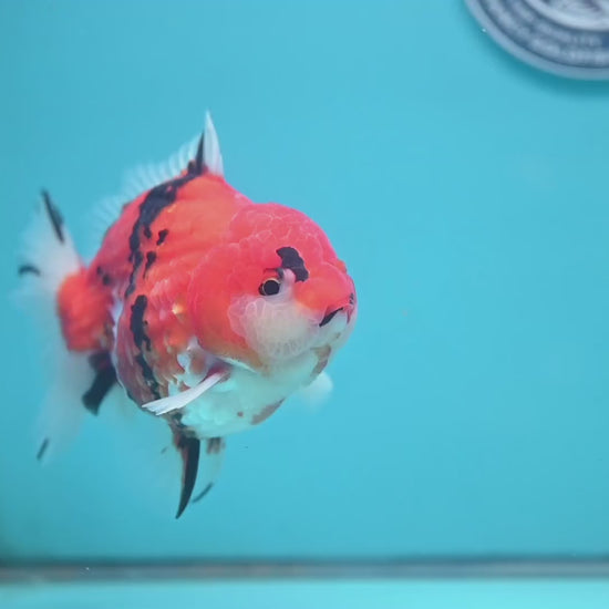 Tricolor Tiger Oranda 4 inch Body (251024_OR14)