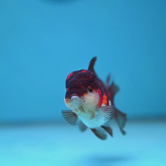 Tricolor Oranda 2.8 inch Body (260130_OR12)