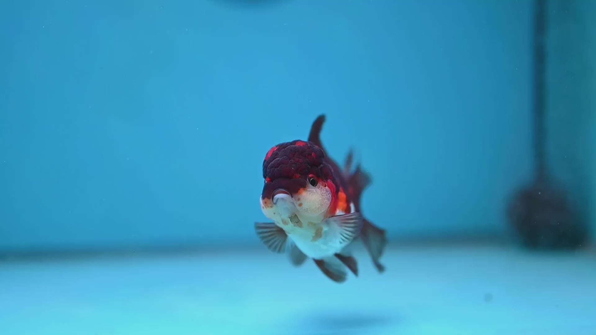 Tricolor Oranda 2.8 inch Body (260130_OR12)