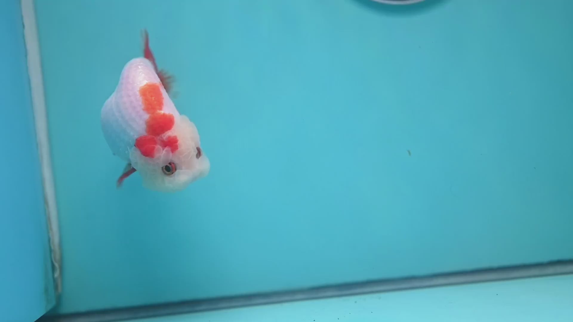 Red White Lionchu/Ranchu 4 inch Body (260220_RC07)