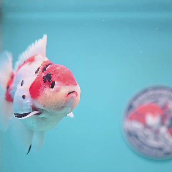 Large Tricolor Sakura Oranda 4.5 inch Body (251024_OR13)