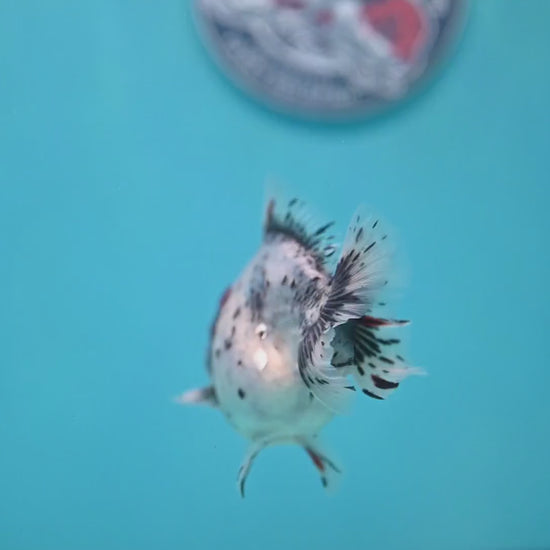 Red Head Blue Based Oranda 3 inch Body (260213_OR08)
