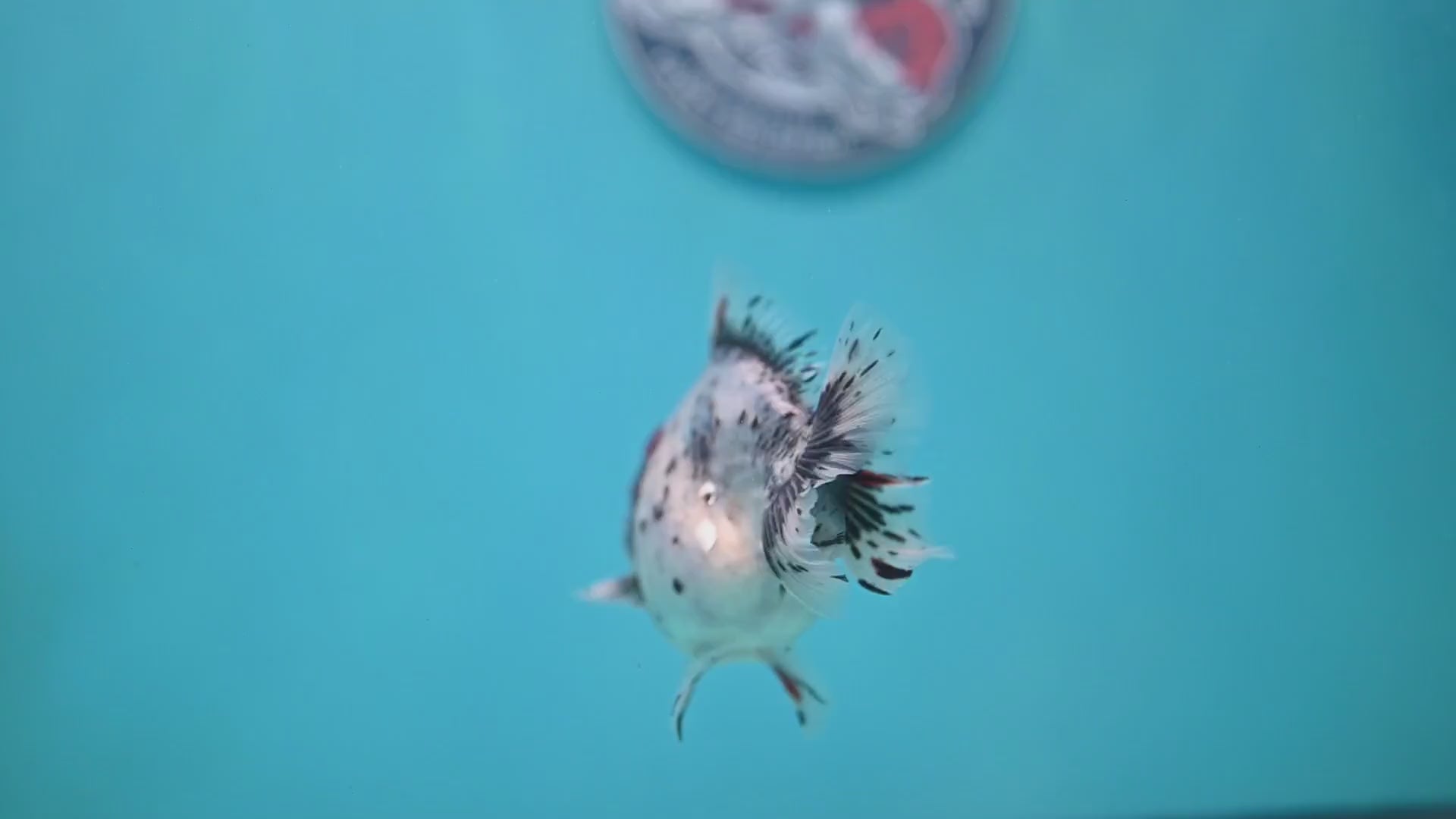Red Head Blue Based Oranda 3 inch Body (260213_OR08)