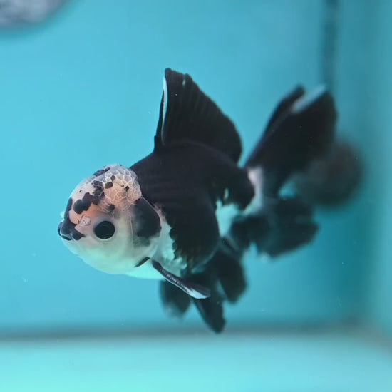 Panda Rosetail Oranda 3.5 inch Body (251219_OR05)