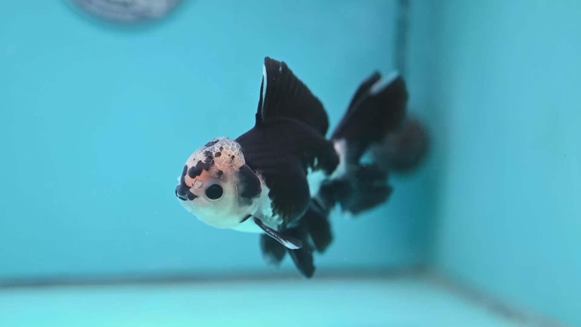 Panda Rosetail Oranda 3.5 inch Body (251219_OR05)