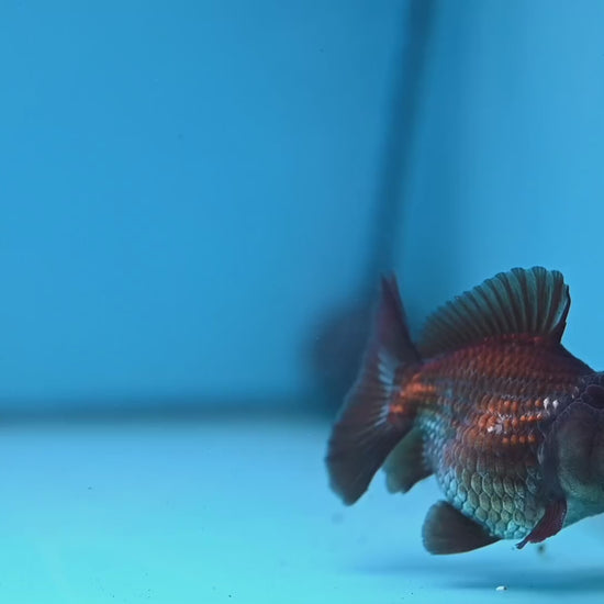 Juvenile Shogun Ochiba Oranda 3 inch Body (251107_OR13)