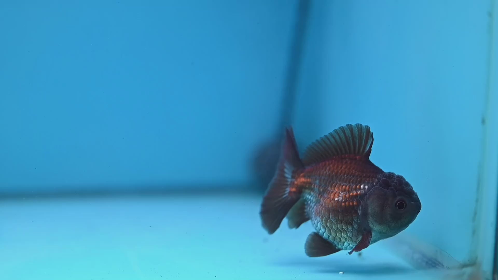 Juvenile Shogun Ochiba Oranda 3 inch Body (251107_OR13)