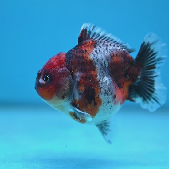 Blue Based Oranda inch Body (260213_OR07)