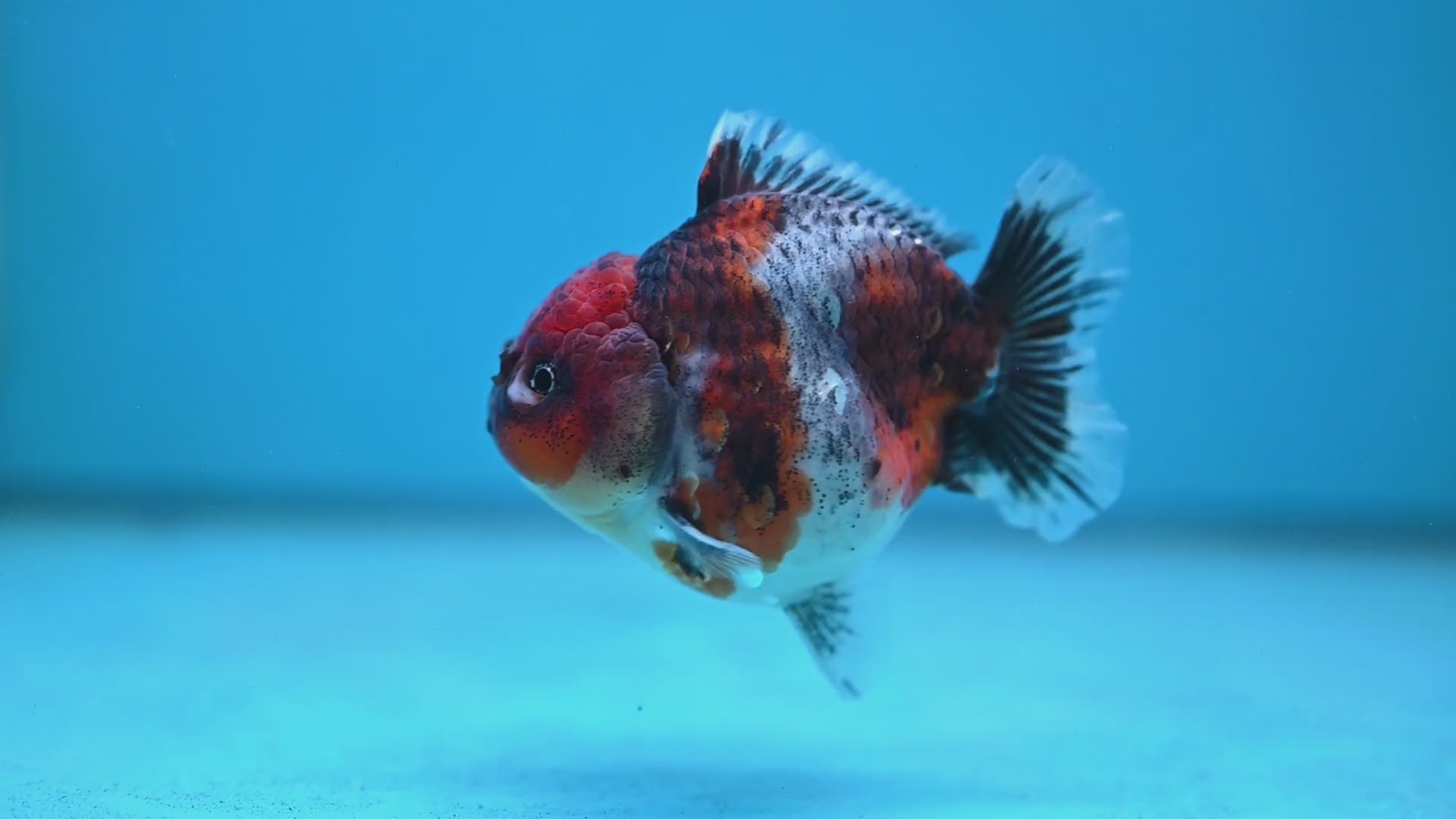 Blue Based Oranda inch Body (260213_OR07)