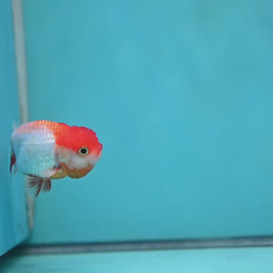 Juvenile Red White Ranchu 3 inch Body (260130_RC01)