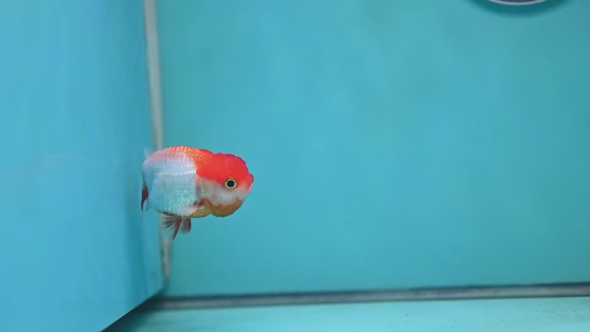 Juvenile Red White Ranchu 3 inch Body (260130_RC01)