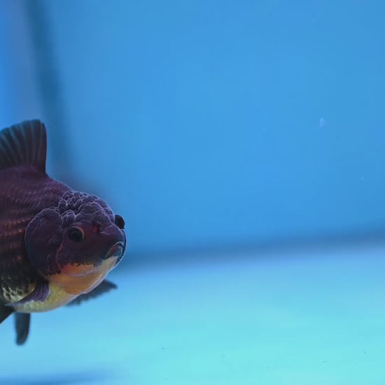 Juvenile Shogun Apache Oranda 2.5 inch Body (251121_OR19)