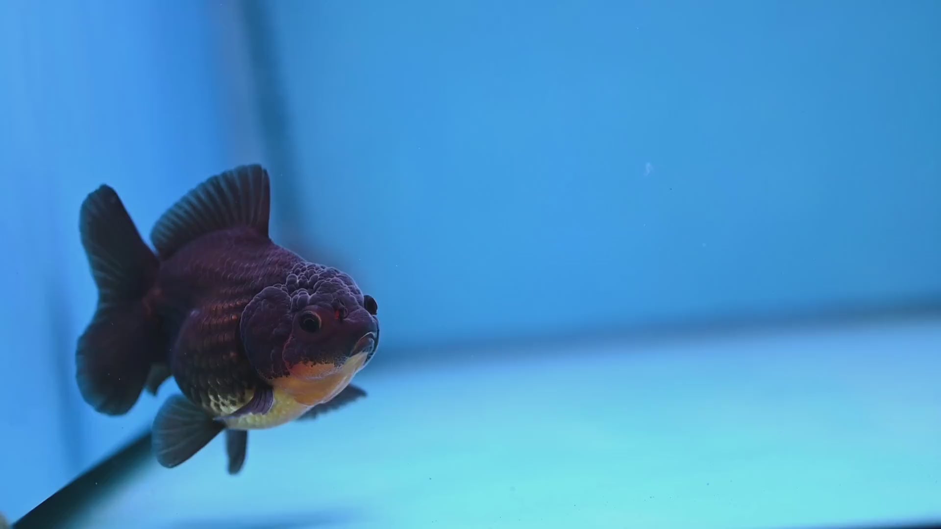 Juvenile Shogun Apache Oranda 2.5 inch Body (251121_OR19)