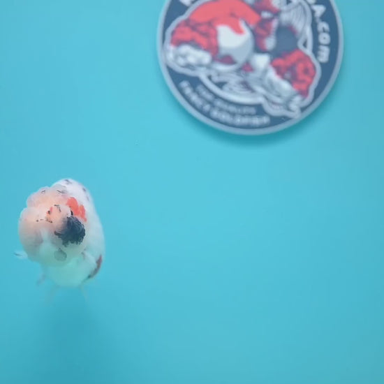 Tiny Tail Tricolor Sakura Ranchu 3.5 inch Body (251024_RC03)