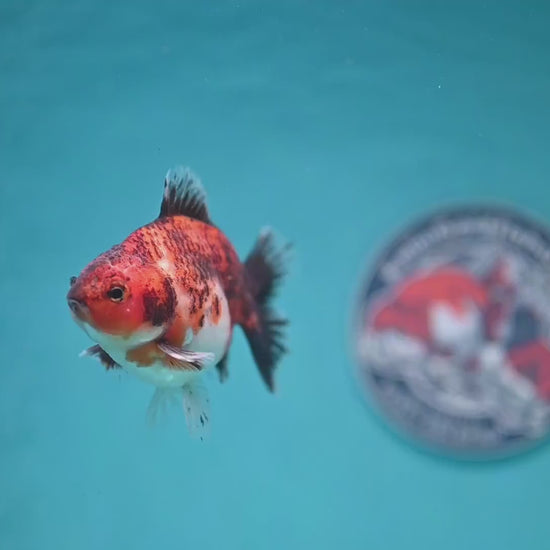 Juvenile Shogun Tiger Oranda 3.2 inch Body (251121_OR20)