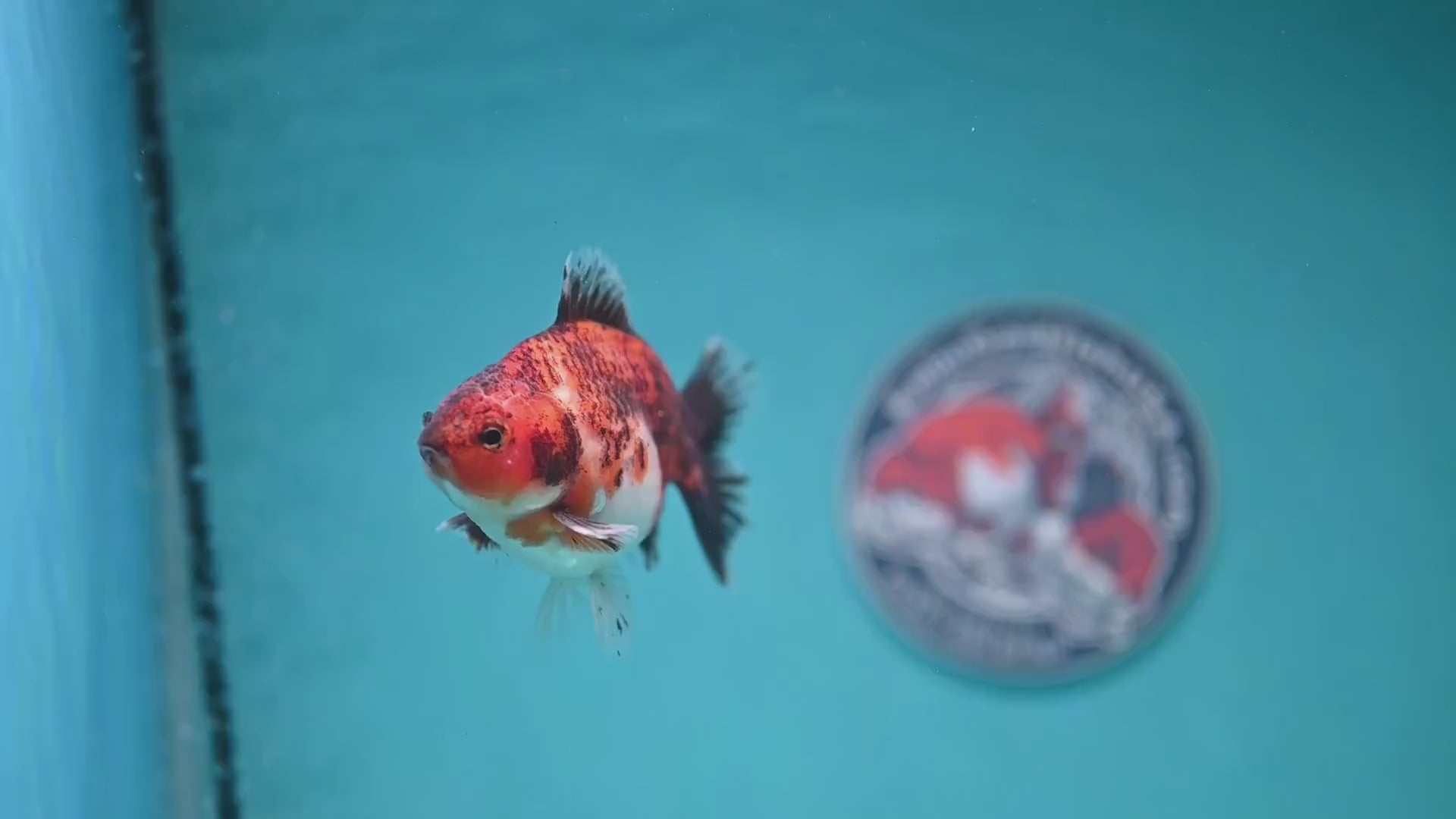 Juvenile Shogun Tiger Oranda 3.2 inch Body (251121_OR20)