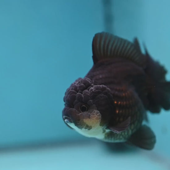 YuanBao Panda Oranda 3.5 inch Body (251212_OR06)