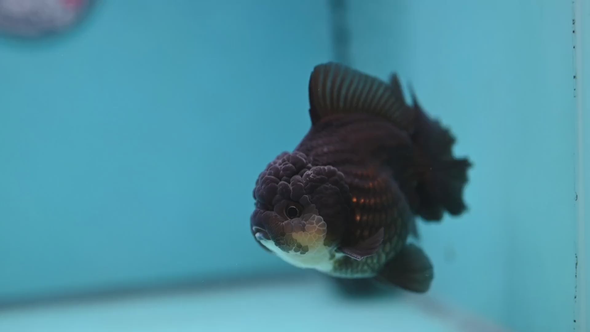 YuanBao Panda Oranda 3.5 inch Body (251212_OR06)