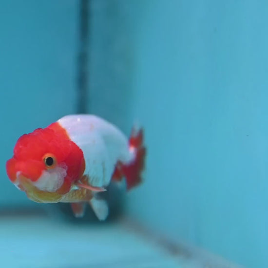 Juvenile Red White Ranchu 3 inch Body (260130_RC03)