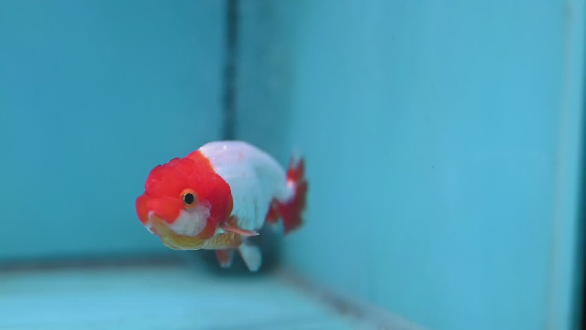 Juvenile Red White Ranchu 3 inch Body (260130_RC03)