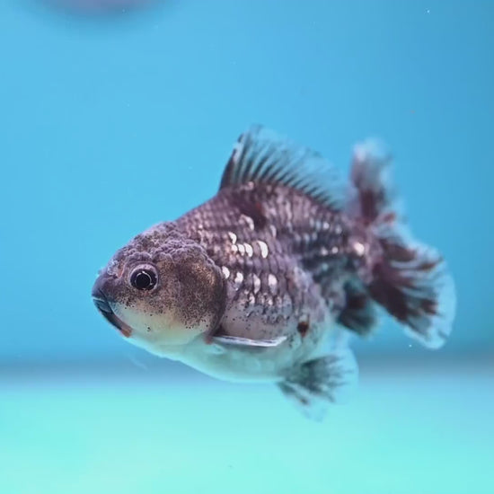 Juvenile Shogun Blue Kirin Oranda 3.2 inch Body (251031_OR04)