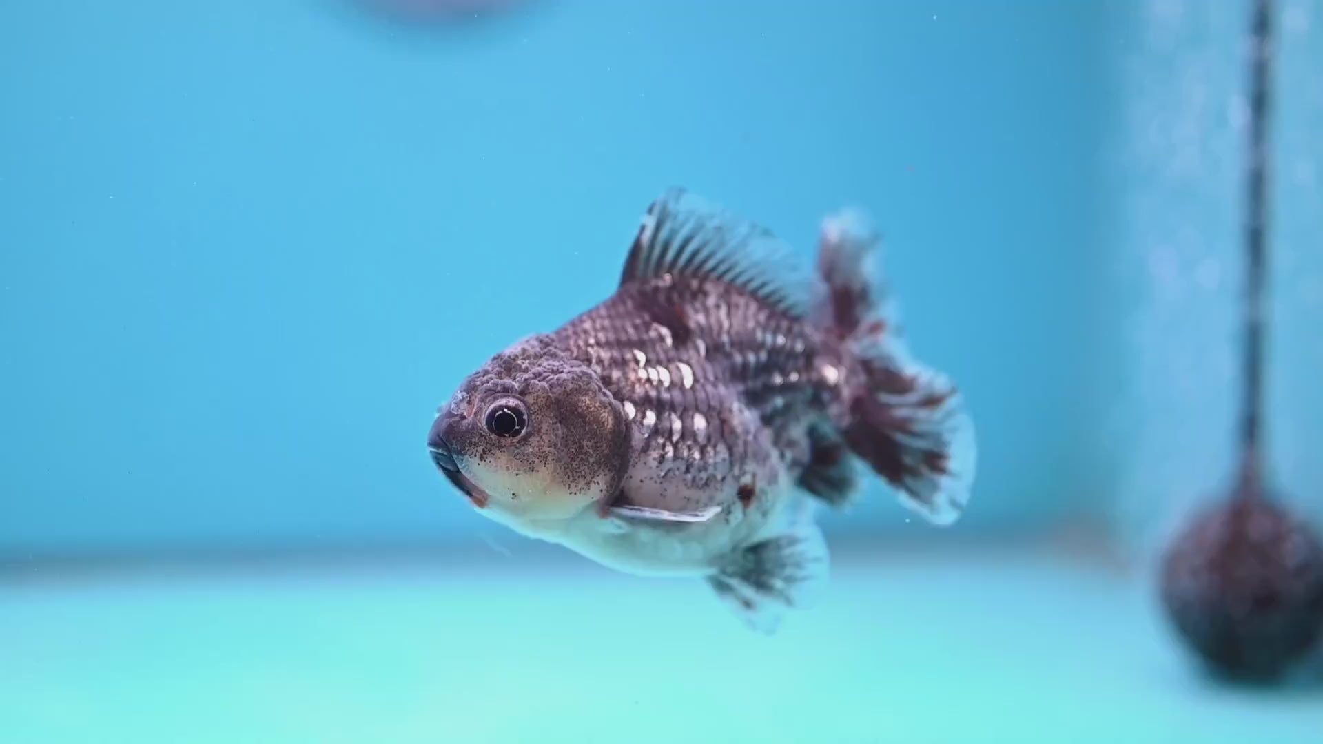 Juvenile Shogun Blue Kirin Oranda 3.2 inch Body (251031_OR04)