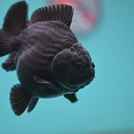 AA Grade Shogun Jet Black Oranda 4 inch Body (260123_OR13)
