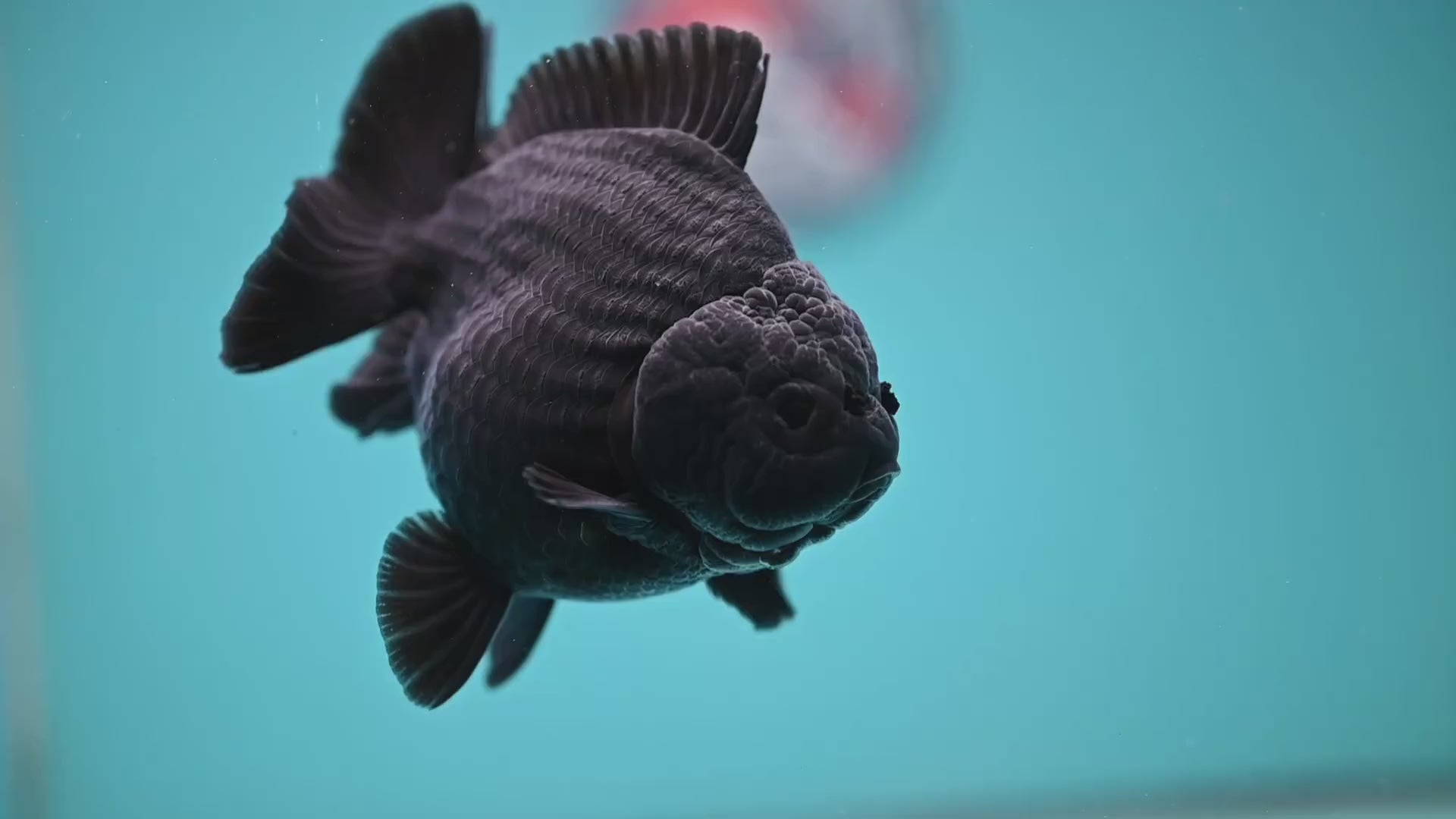 AA Grade Shogun Jet Black Oranda 4 inch Body (260123_OR13)