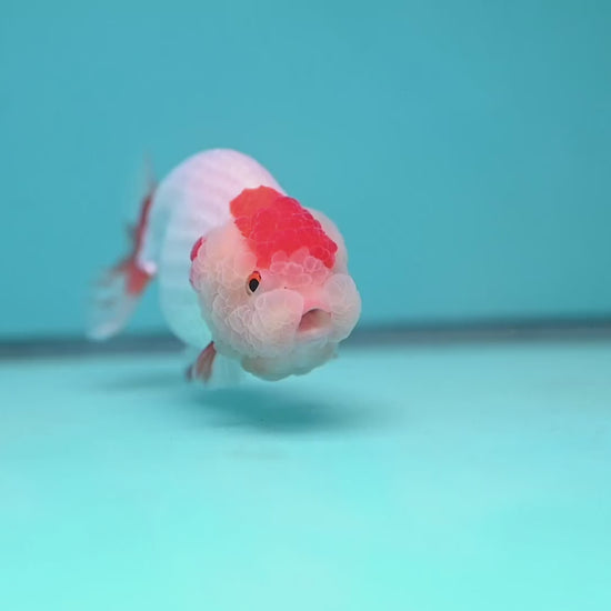 Red White Double-Chin Buffalo Ranchu 4 inch Body (251205_RC03)