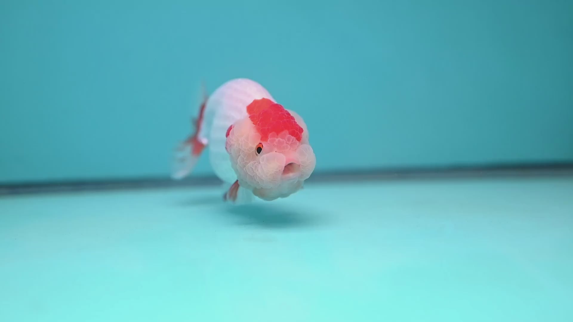 Red White Double-Chin Buffalo Ranchu 4 inch Body (251205_RC03)