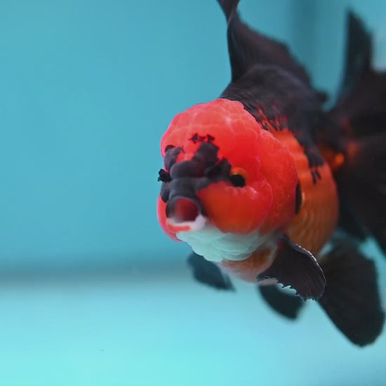 AAA Grade Apache Orchid Tail Oranda 4 inch Body (260220_OR01)