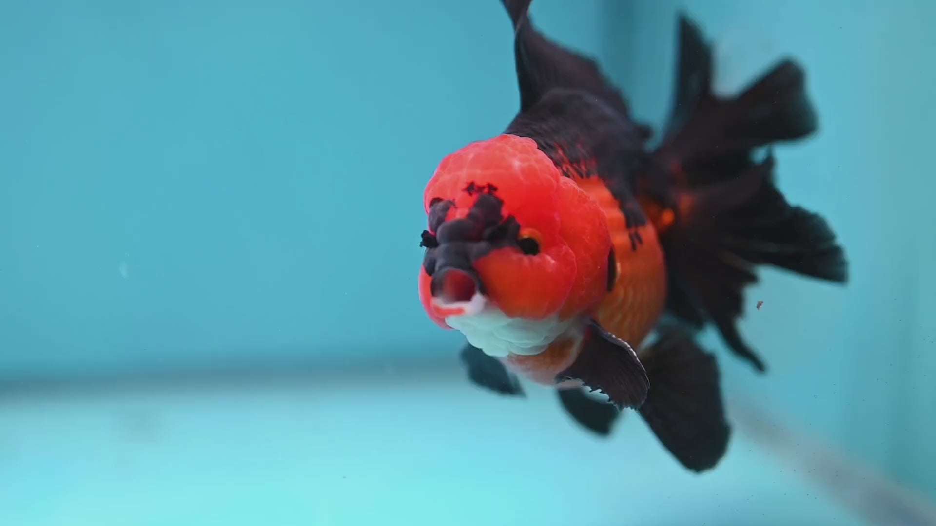 AAA Grade Apache Orchid Tail Oranda 4 inch Body (260220_OR01)