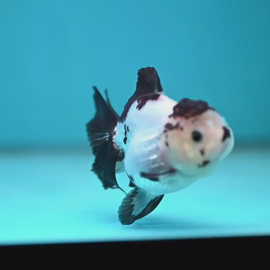 Panda Oranda 3 inch Body (260130_OR03)