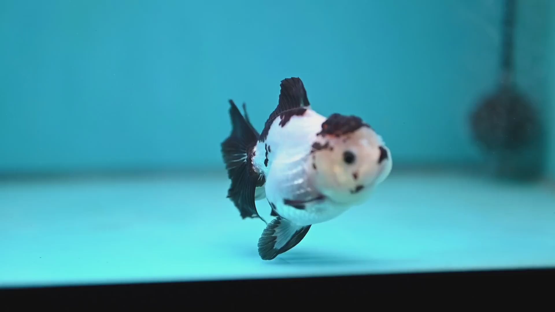 Panda Oranda 3 inch Body (260130_OR03)