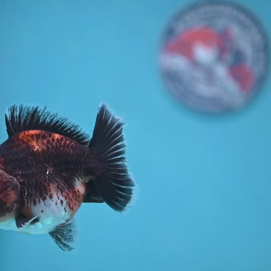 Shogun Kirin Oranda 3.5 inch Body (260109_OR20)