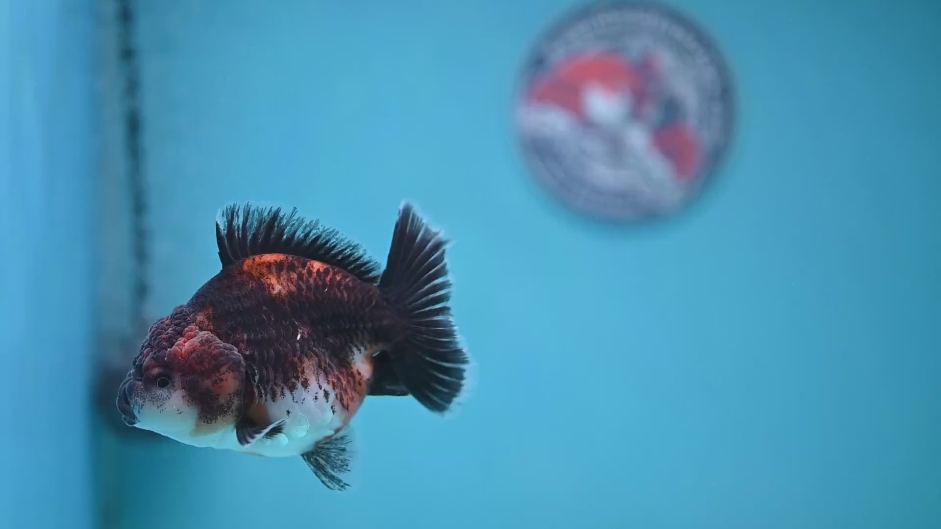 Shogun Kirin Oranda 3.5 inch Body (260109_OR20)