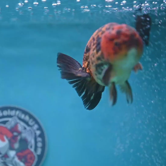 Big Tail Tiger Ranchu 4 inch Body (260116_RC10)