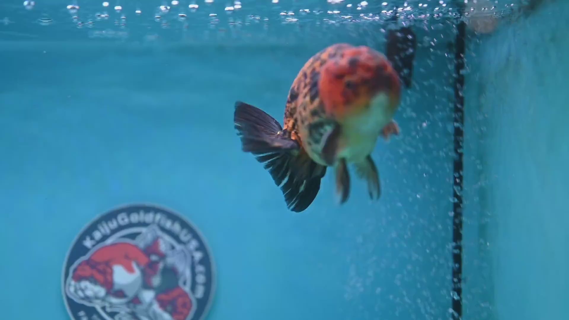 Big Tail Tiger Ranchu 4 inch Body (260116_RC10)