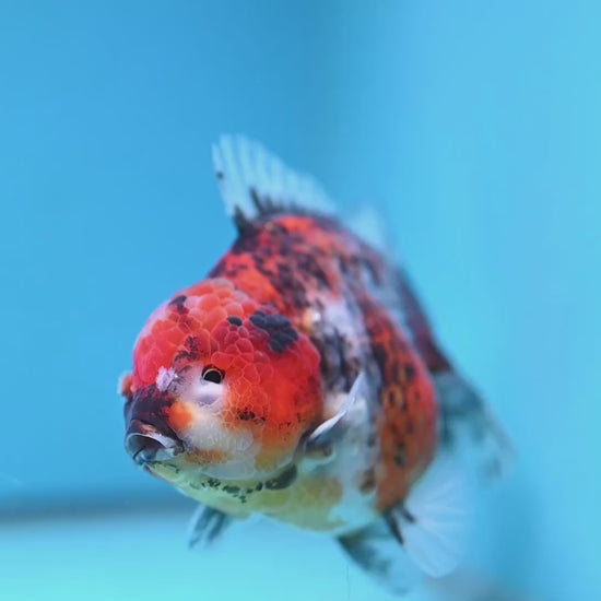 A Grade Jumbo Tiger YuanBao Oranda 4.5 inch Body (251219_OR01)