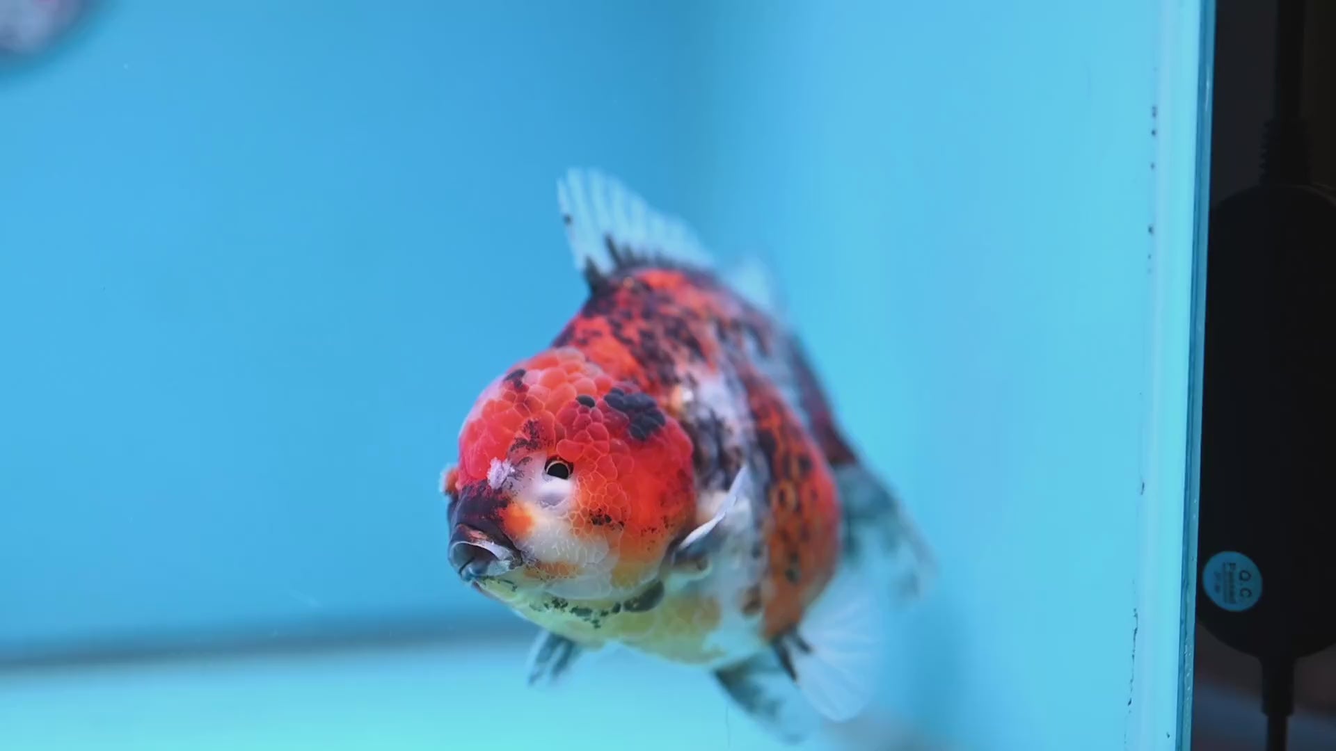 A Grade Jumbo Tiger YuanBao Oranda 4.5 inch Body (251219_OR01)