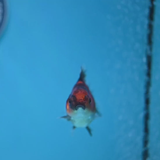 Juvenile Oranda 2.5 inch Body (260116_OR18)