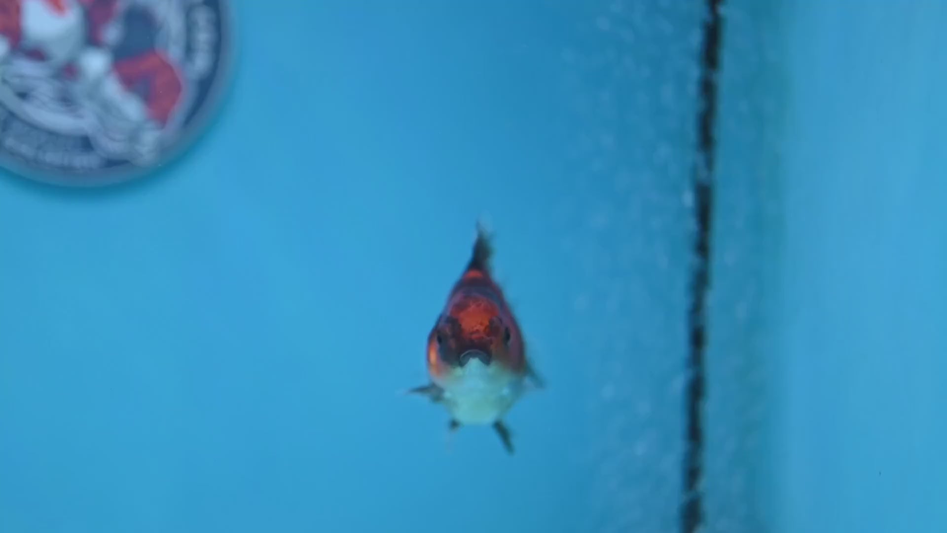 Juvenile Oranda 2.5 inch Body (260116_OR18)