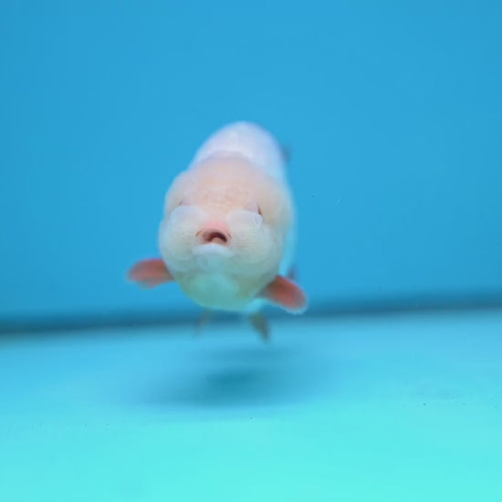 Jade Head Red White Buffalo Ranchu 4 inch Body (251205_RC01)