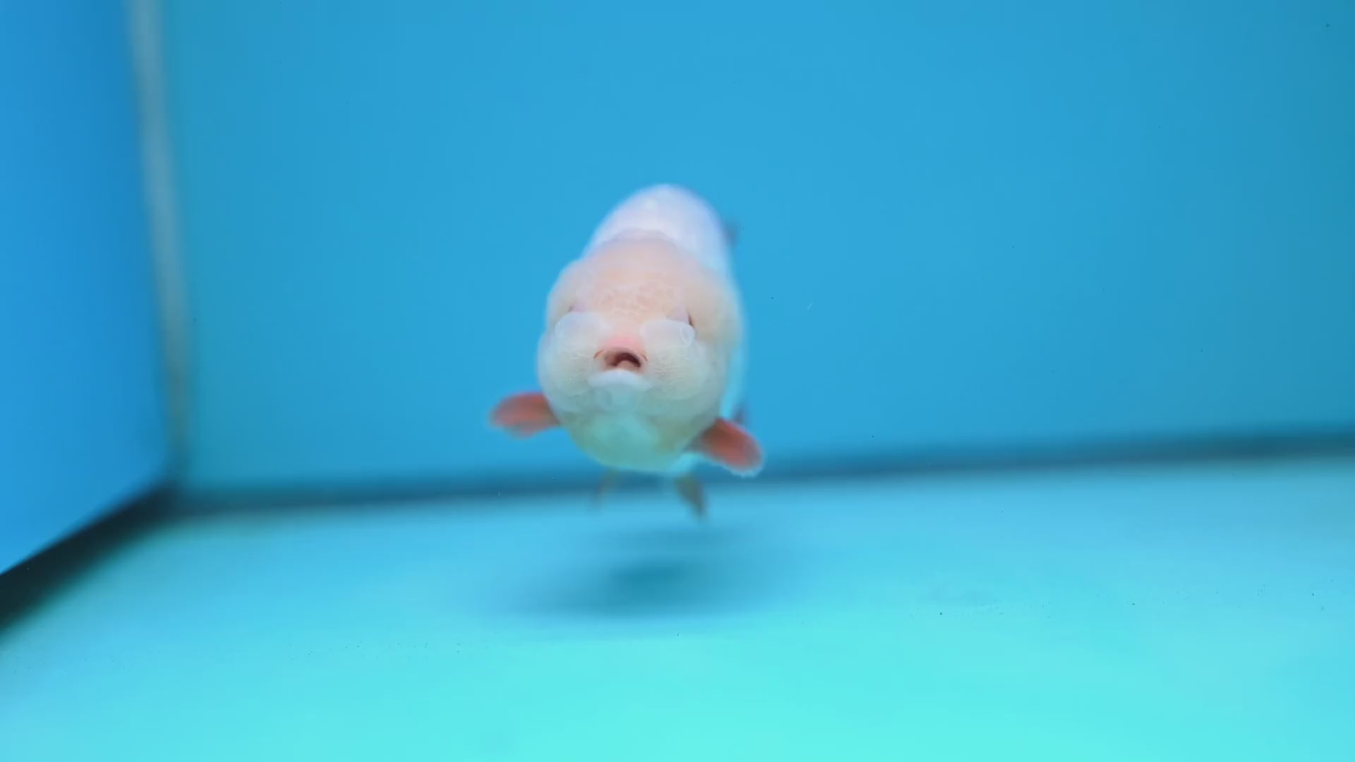 Jade Head Red White Buffalo Ranchu 4 inch Body (251205_RC01)