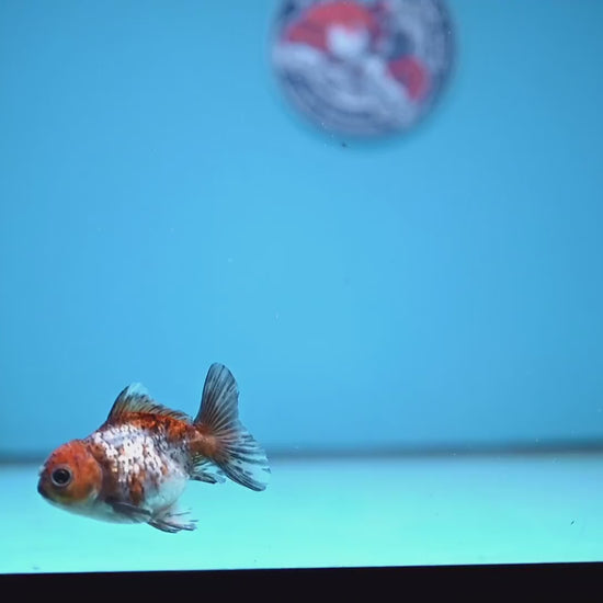 2-Pack Juvenile Shogun Oranda 2.5-3.5 inch Body (251031_OR12)