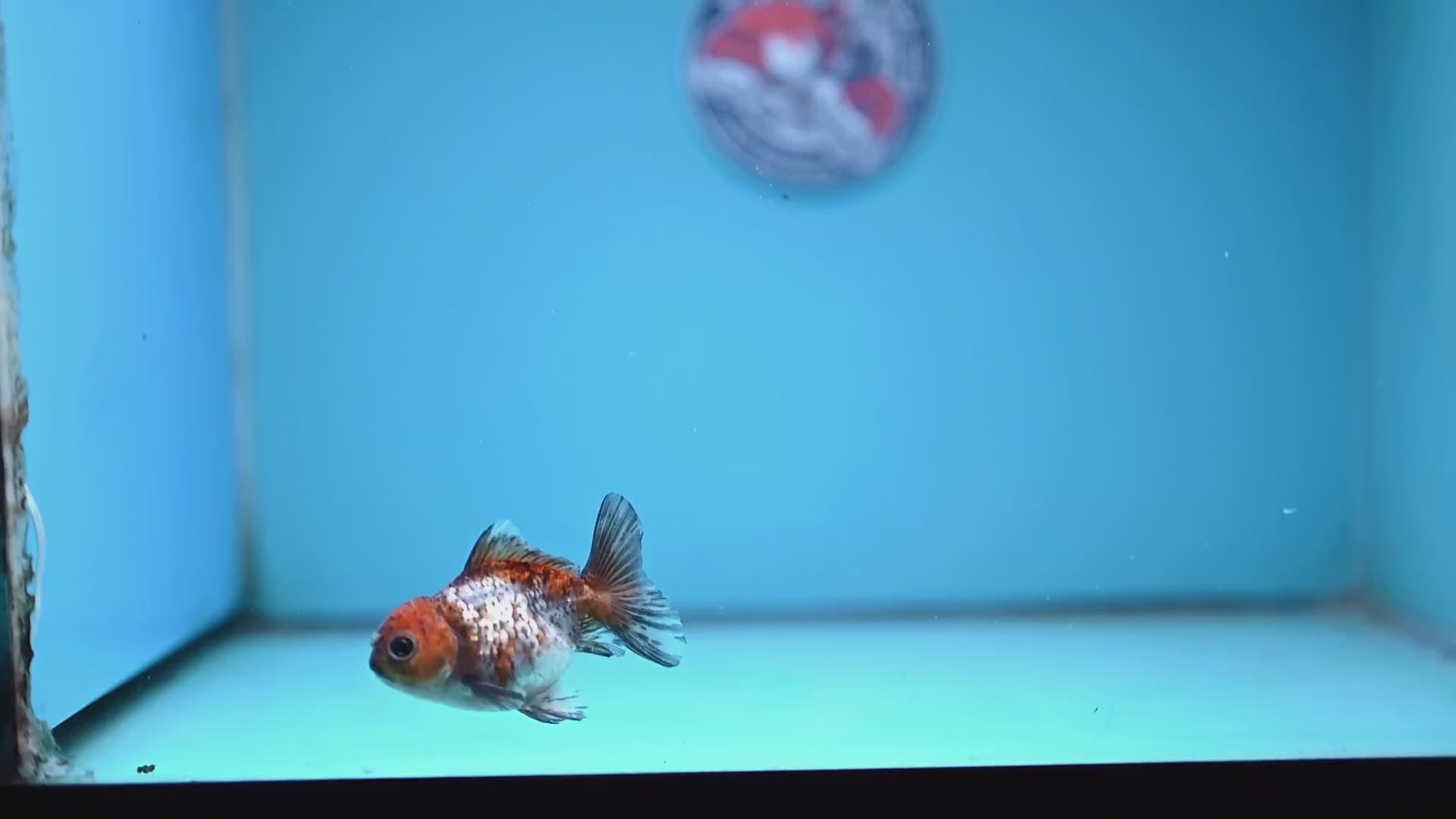 2-Pack Juvenile Shogun Oranda 2.5-3.5 inch Body (251031_OR12)