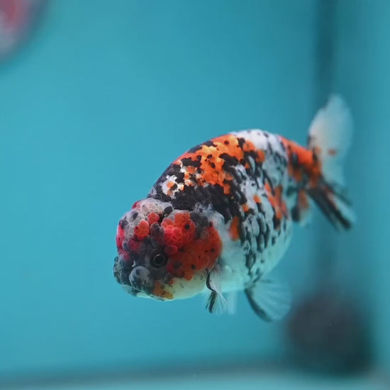 Tricolor Tiger Ranchu 3.5 inch Body (260220_RC13)