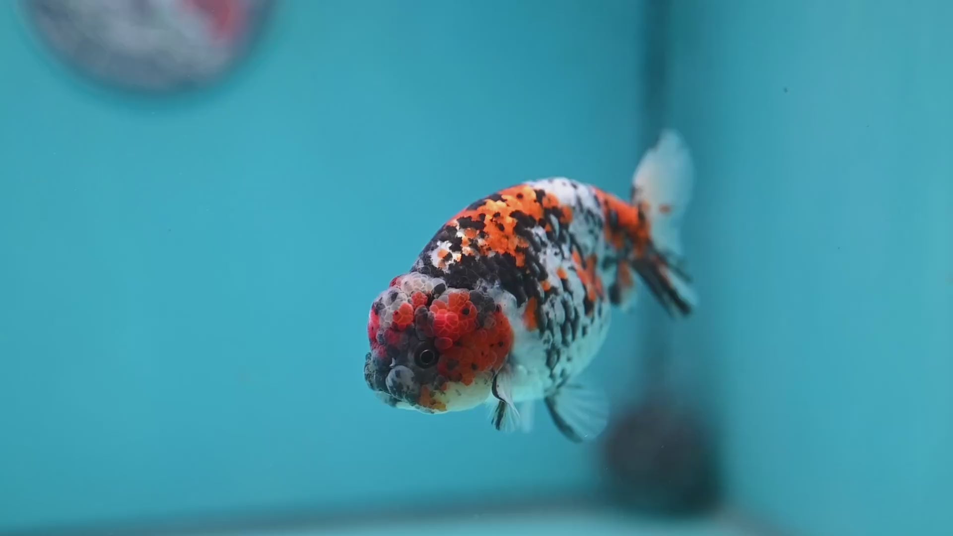 Tricolor Tiger Ranchu 3.5 inch Body (260220_RC13)