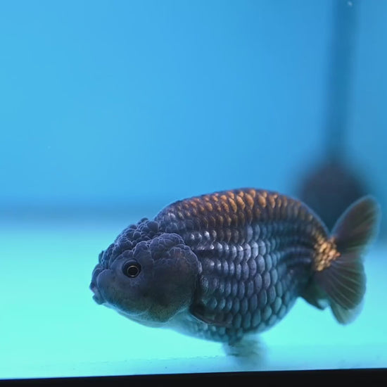 Ochiba Ranchu 3.2 inch Body (251212_RC09)